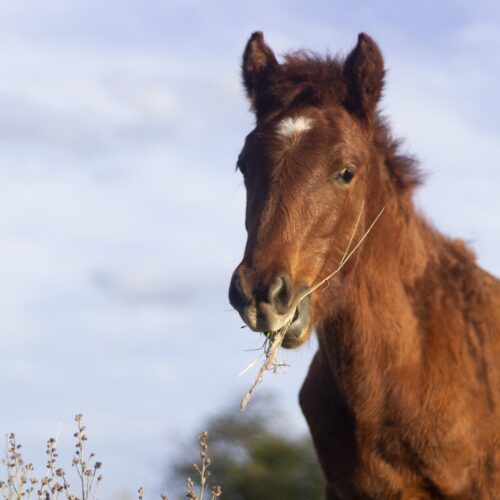 beautiful-horse-eating-outdoors